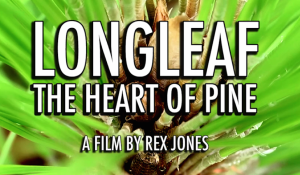 LONGLEAF: THE HEART OF PINE a film by Rex Jones